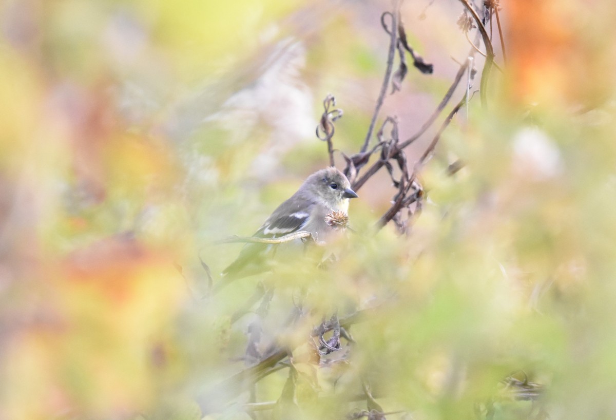 American Goldfinch - ML644163770