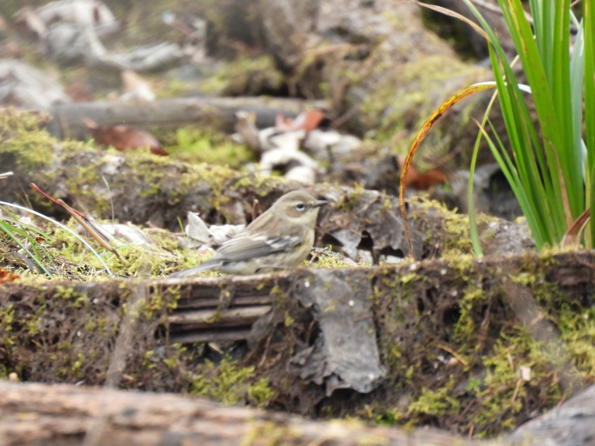 Yellow-rumped Warbler - ML644163772