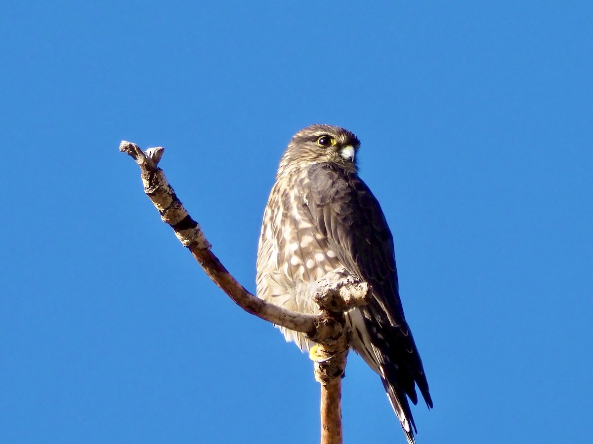 Merlin - ML644163773