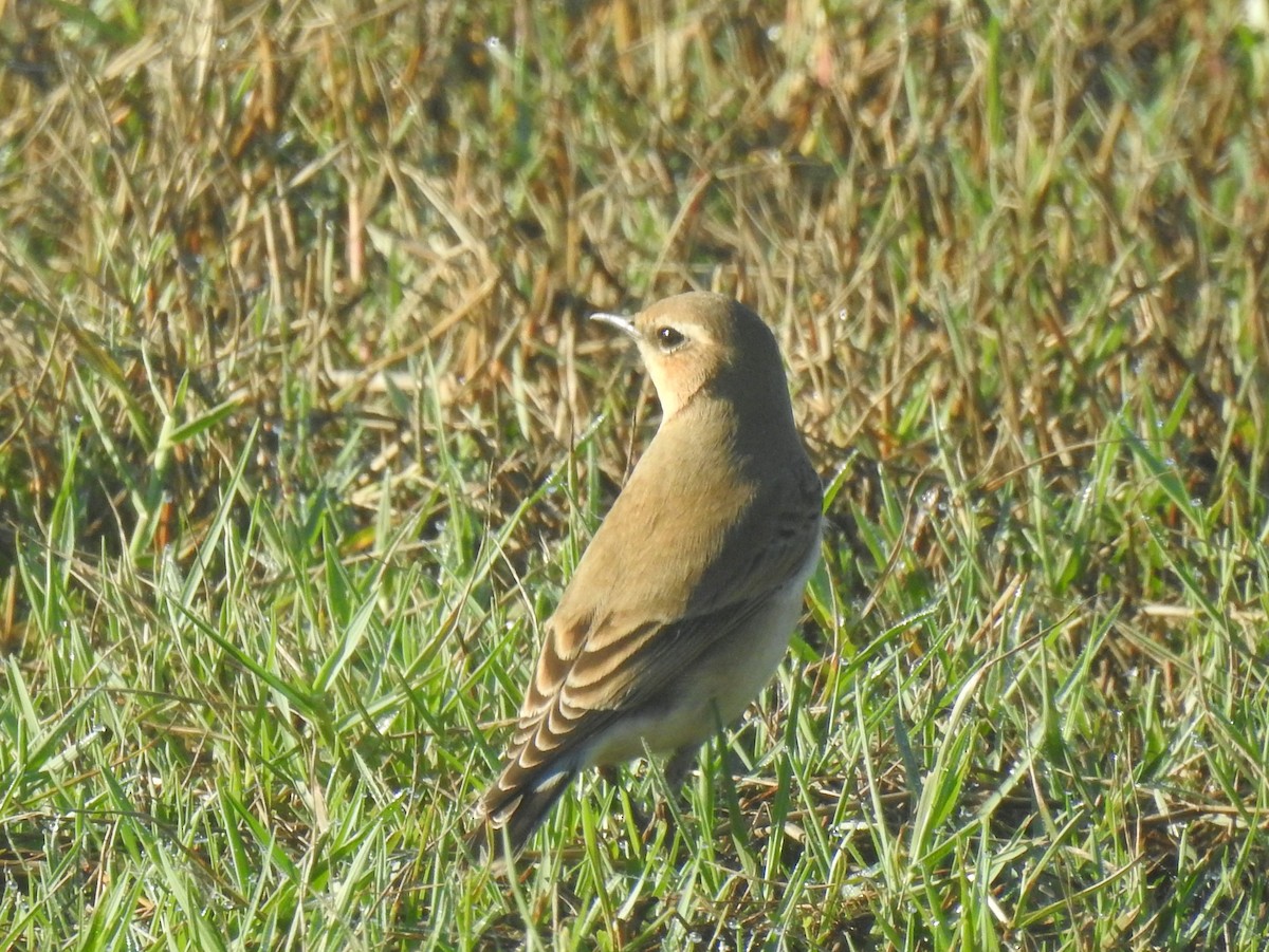 ハシグロヒタキ - ML644163779