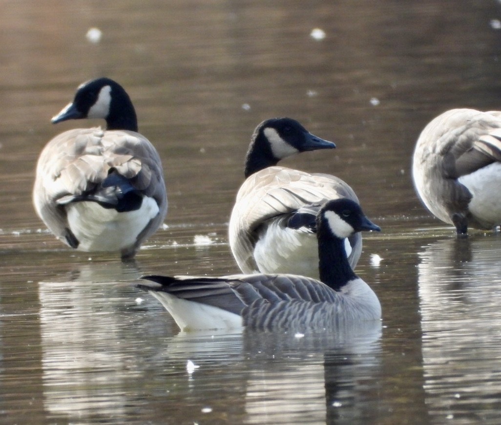Cackling Goose - ML644163783