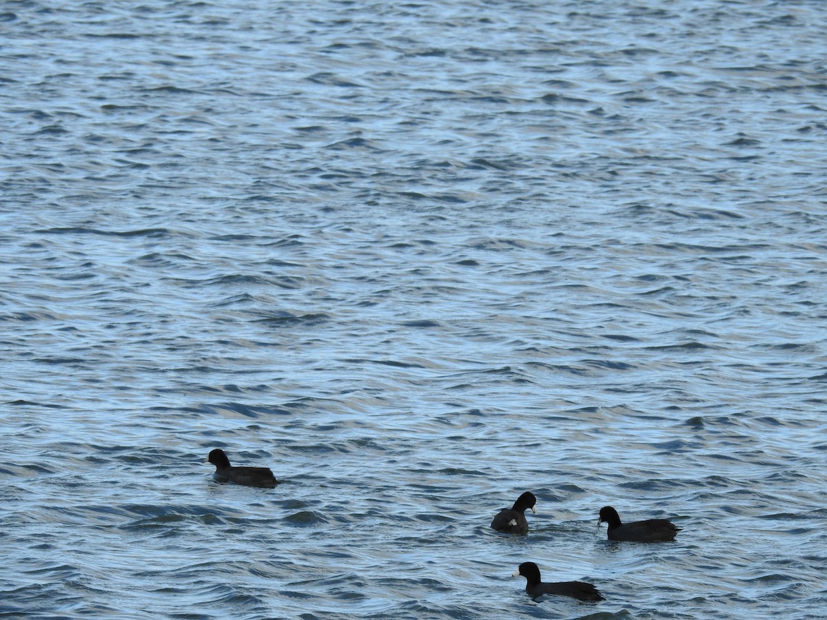 American Coot - ML644163785