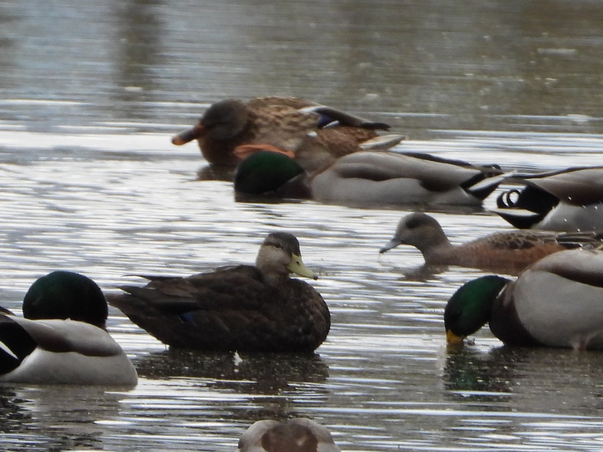 American Wigeon - ML644163796