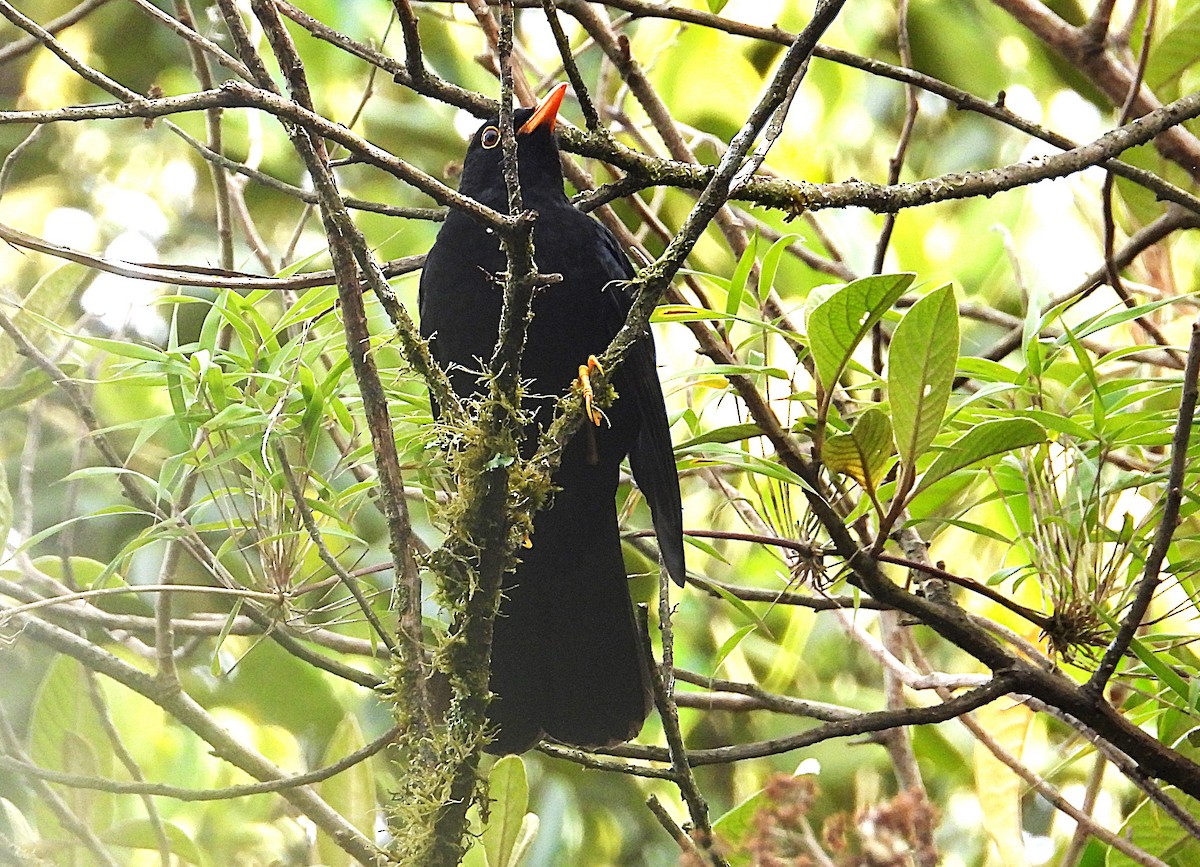 Merle lustré - ML644163800