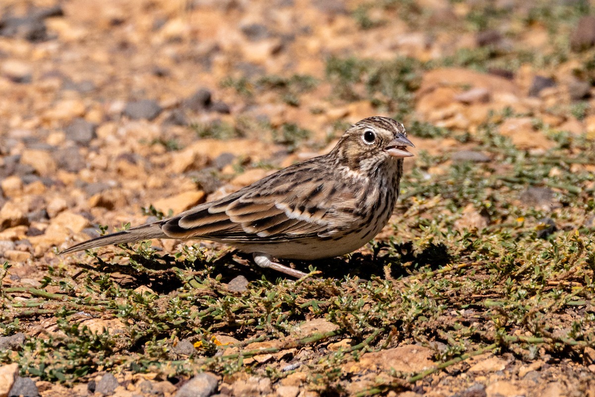 Vesper Sparrow - ML644163804
