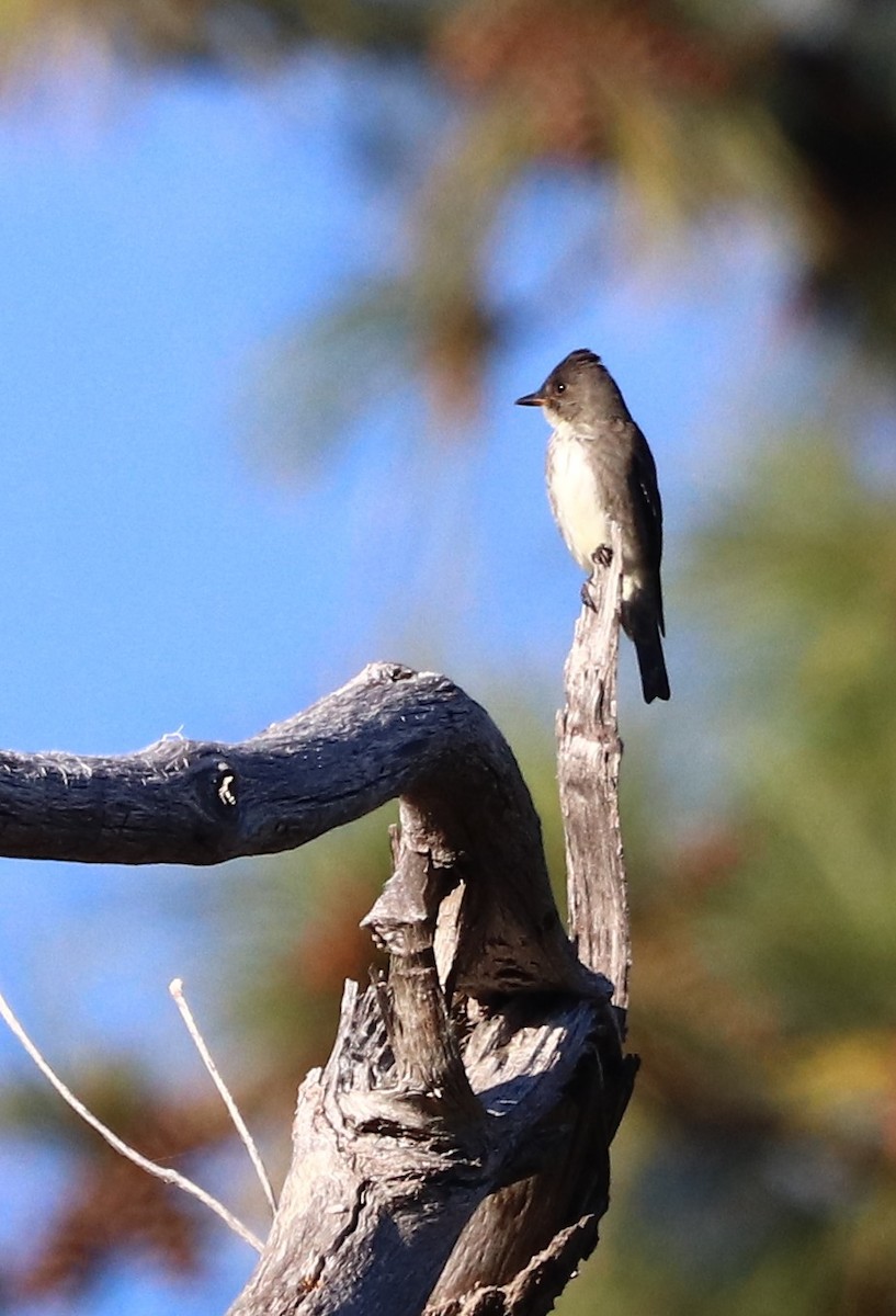 Olive-sided Flycatcher - ML644163847