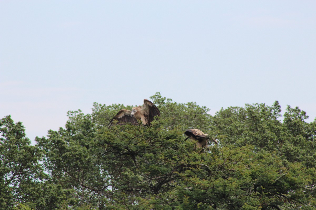 White-backed Vulture - ML644163855
