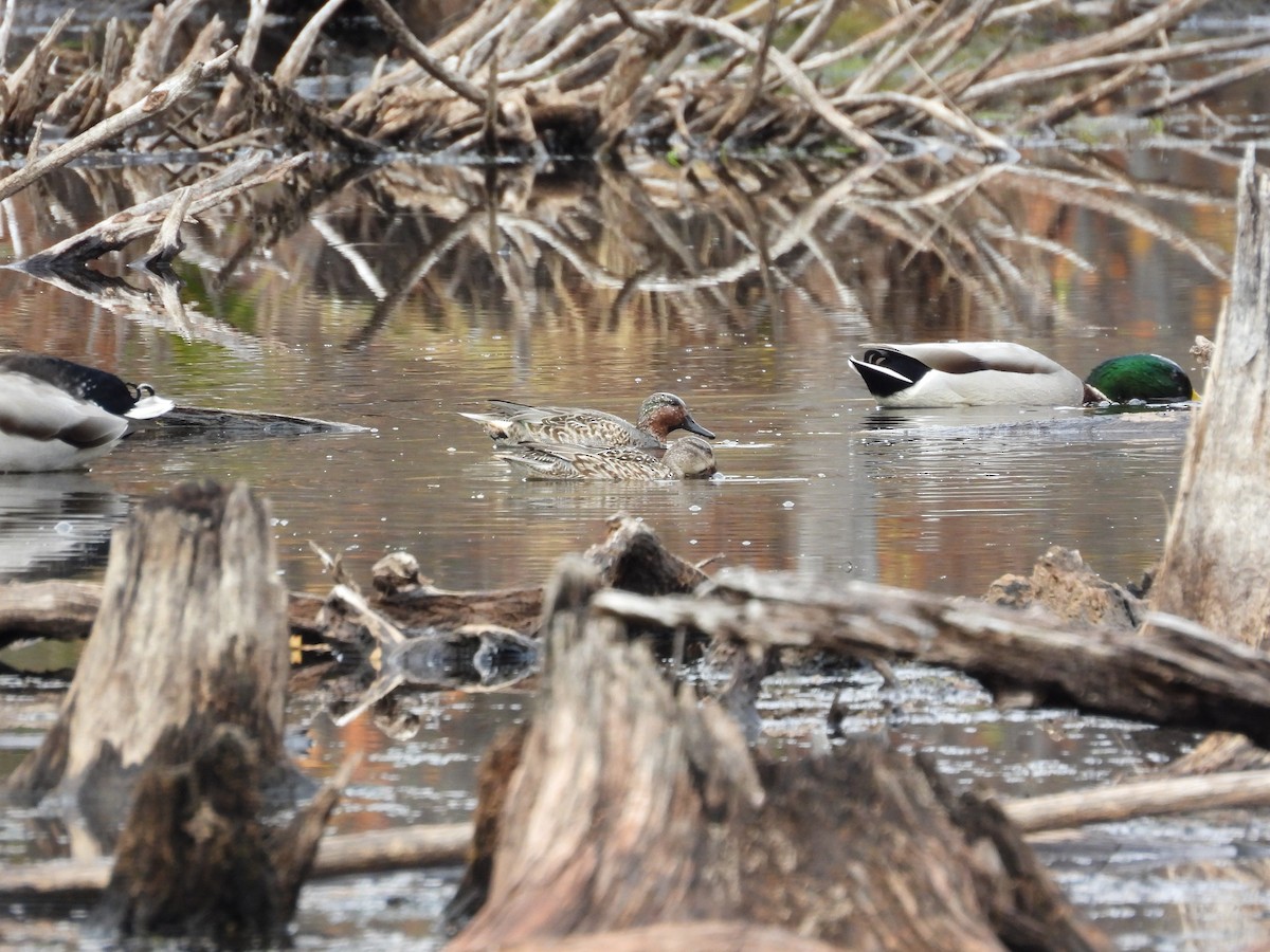 Green-winged Teal - ML644163861