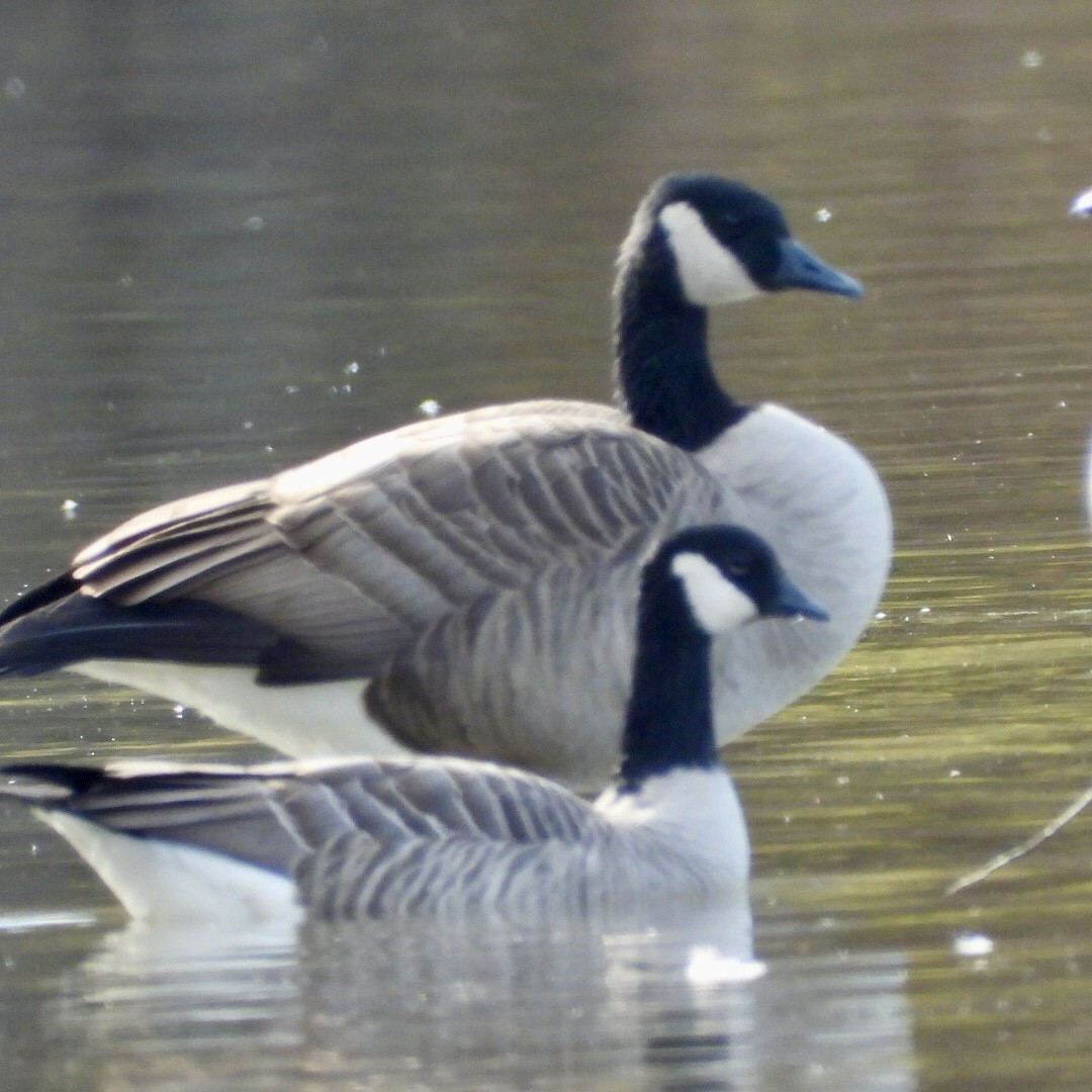 Cackling Goose - ML644163872