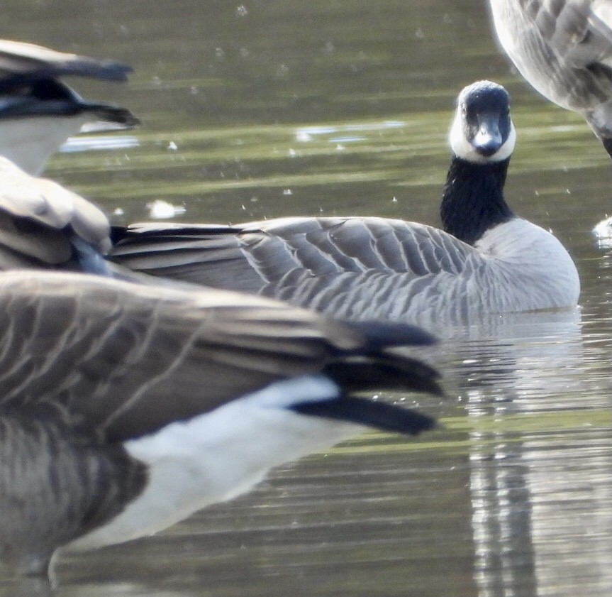 Cackling Goose - ML644163873