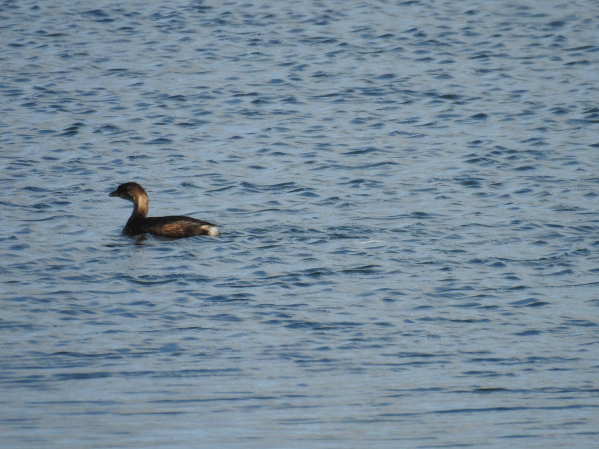 Pied-billed Grebe - ML644163874