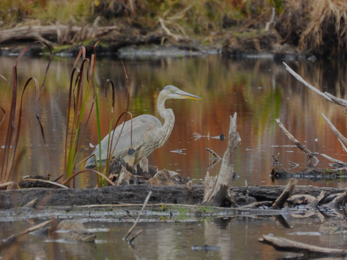 Great Blue Heron - ML644163878