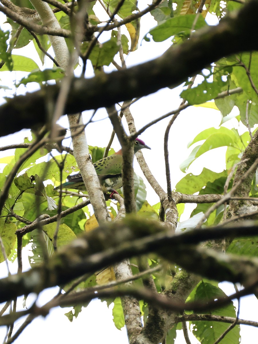 Superb Fruit-Dove - ML644163892