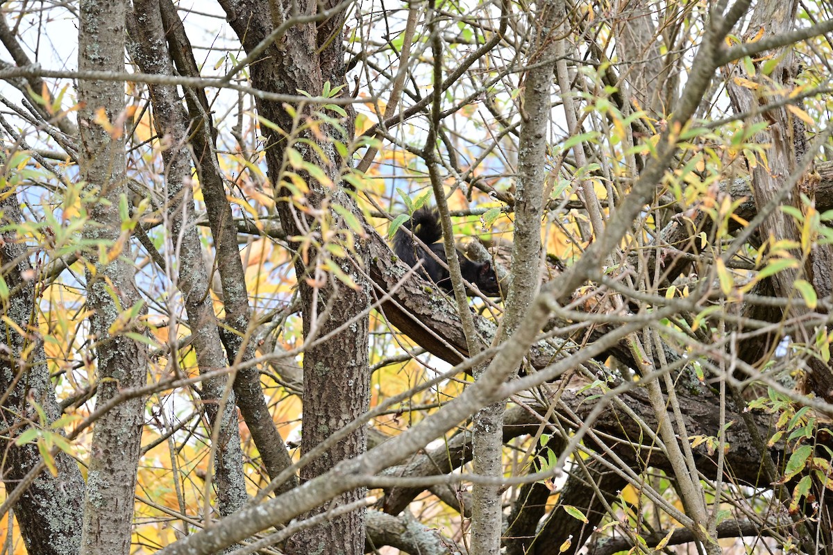 Eastern Gray Squirrel - ML644163910