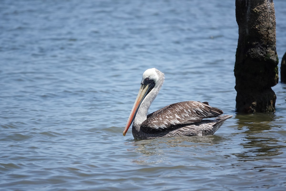 Peru Pelikanı - ML644163911