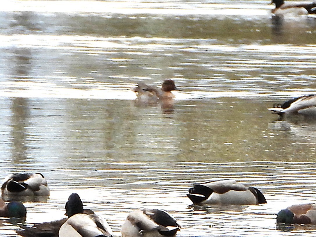 Green-winged Teal (American) - ML644163913