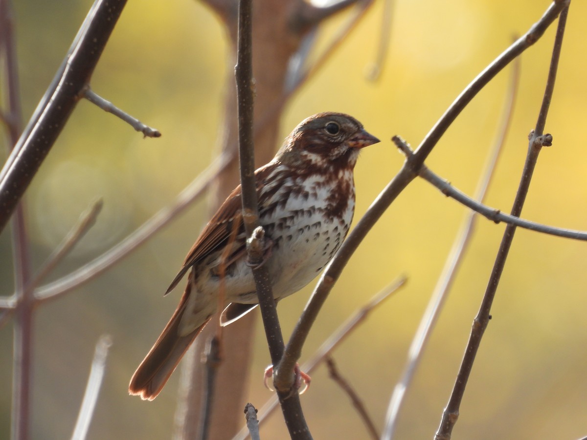 Fox Sparrow - ML644163923