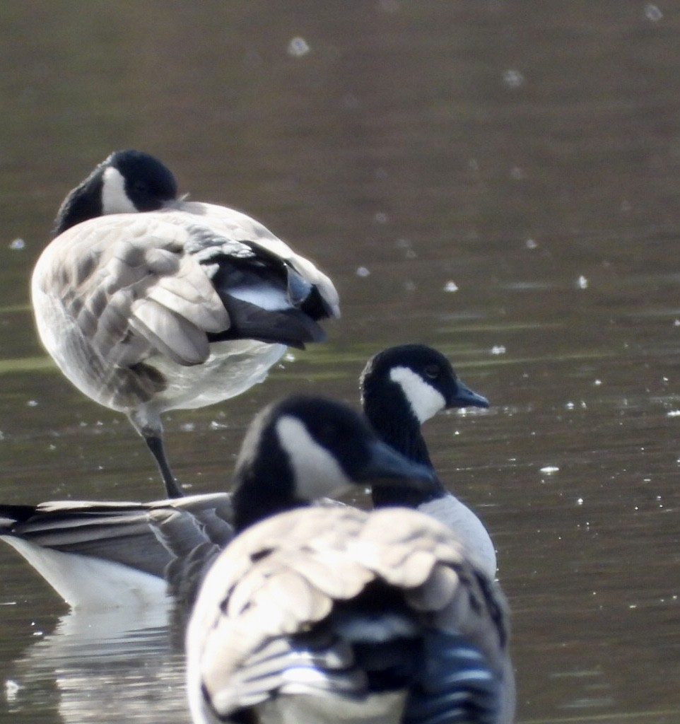 Cackling Goose - ML644163926