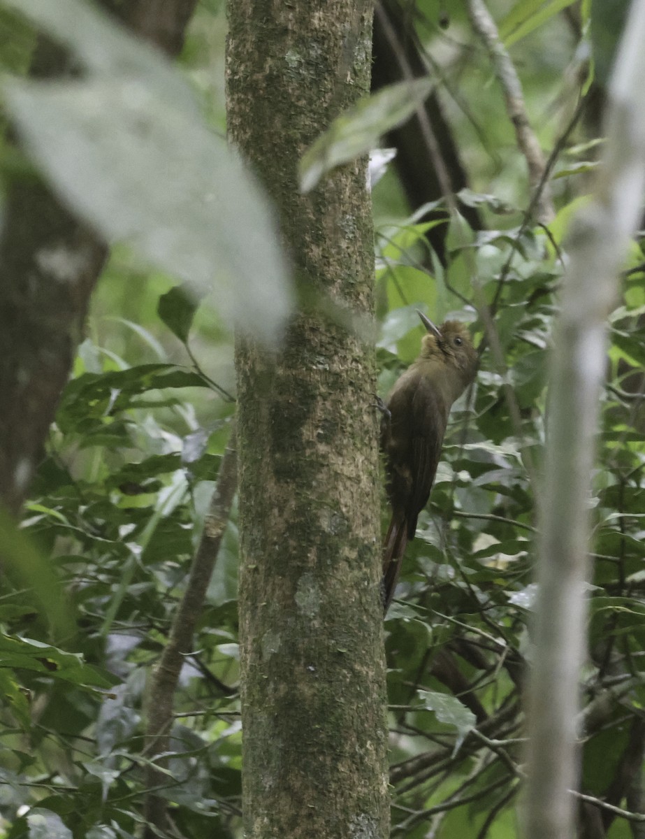 ミナミコオニキバシリ（turdina） - ML644163927