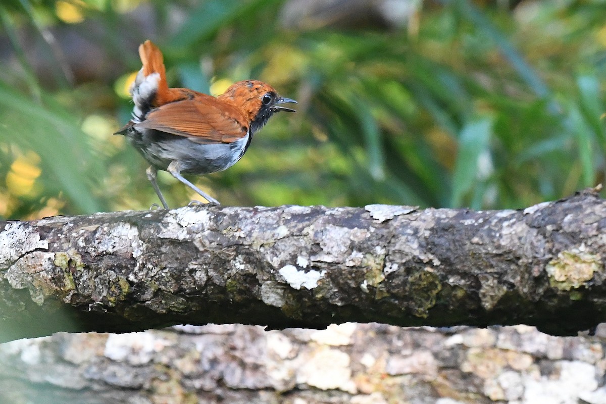 Okinava Bülbülü - ML644163931