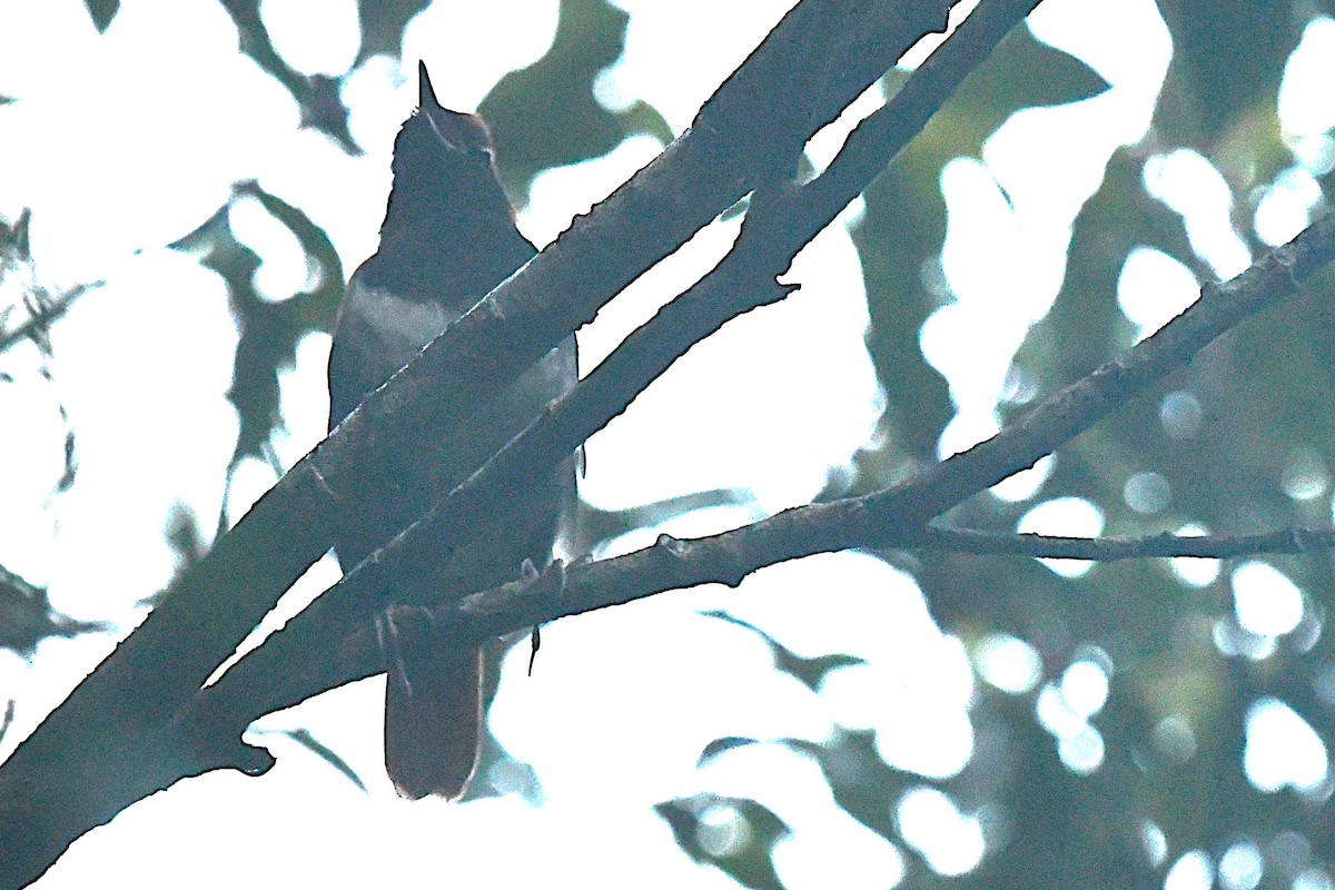 Okinava Bülbülü - ML644163932