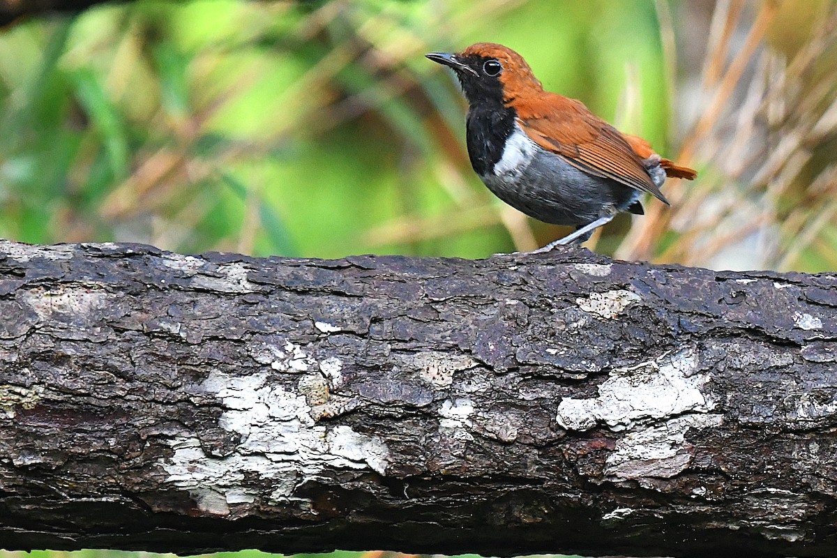 Okinava Bülbülü - ML644163933