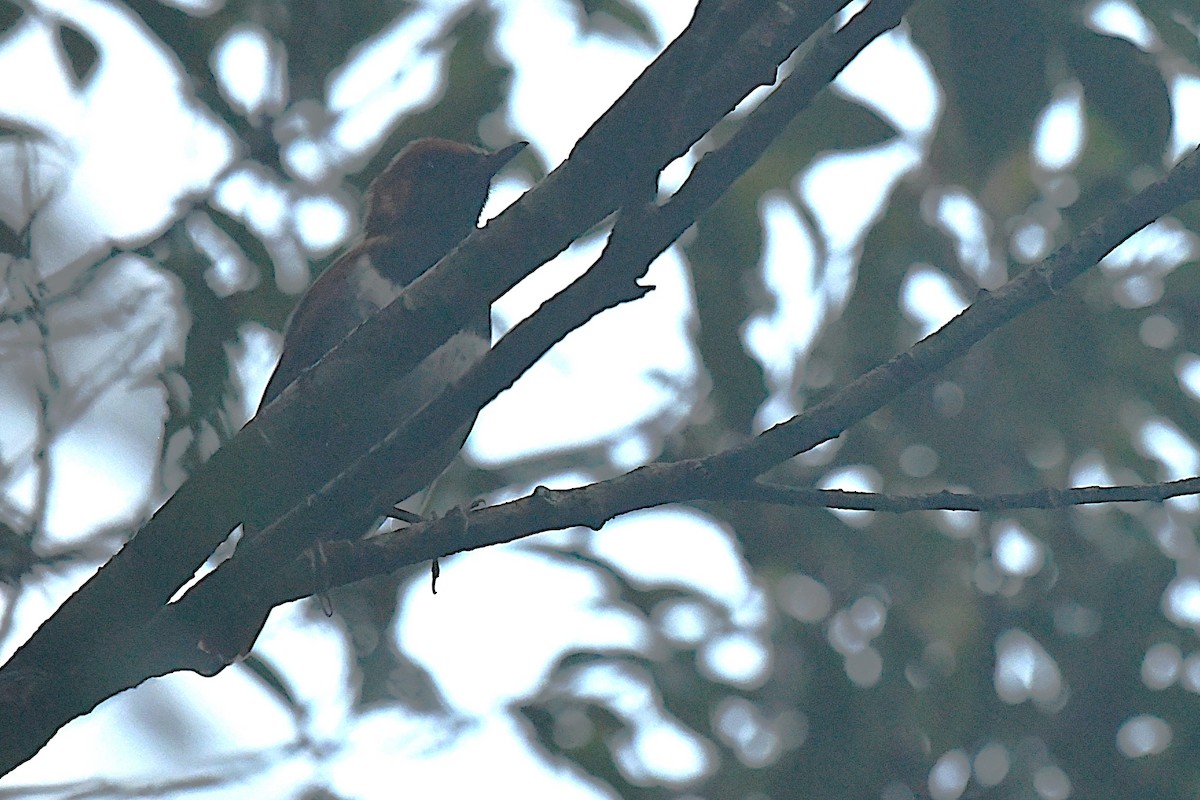 Okinava Bülbülü - ML644163934