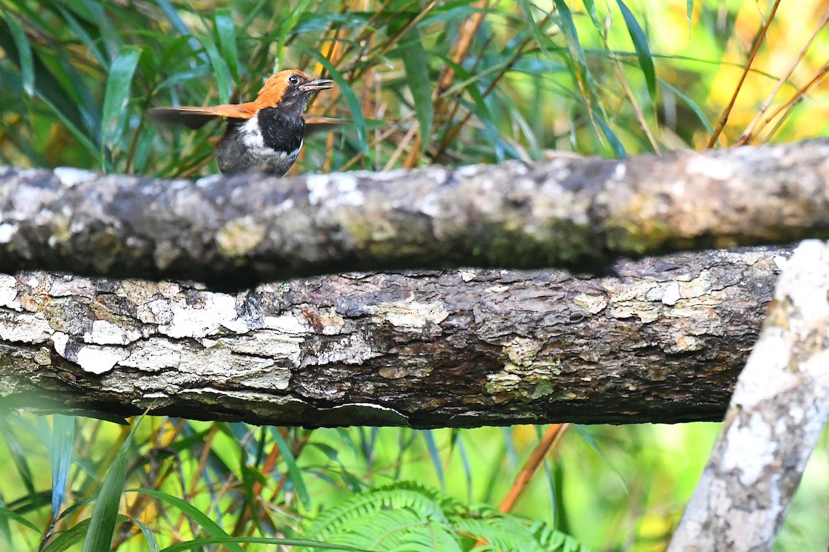 Okinava Bülbülü - ML644163936