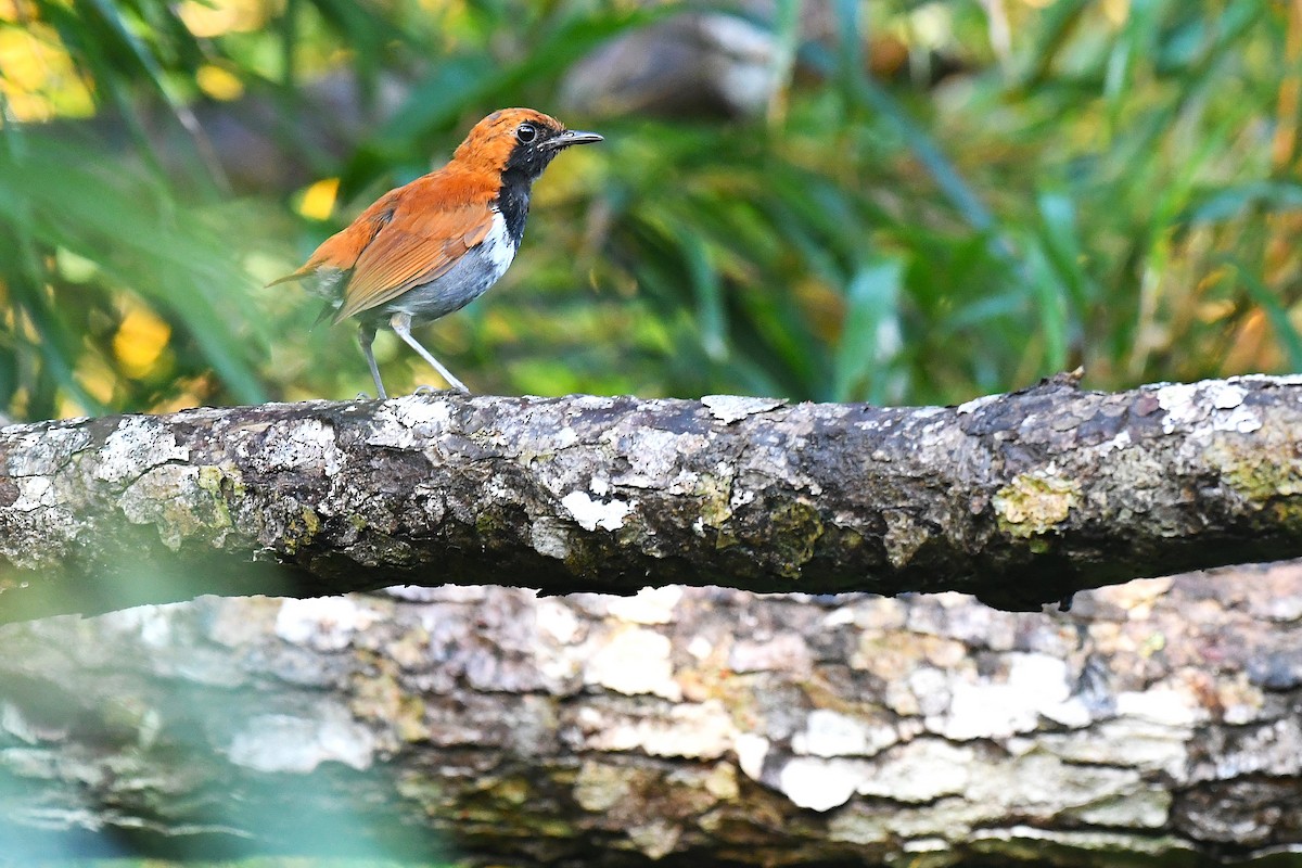 Okinava Bülbülü - ML644163937