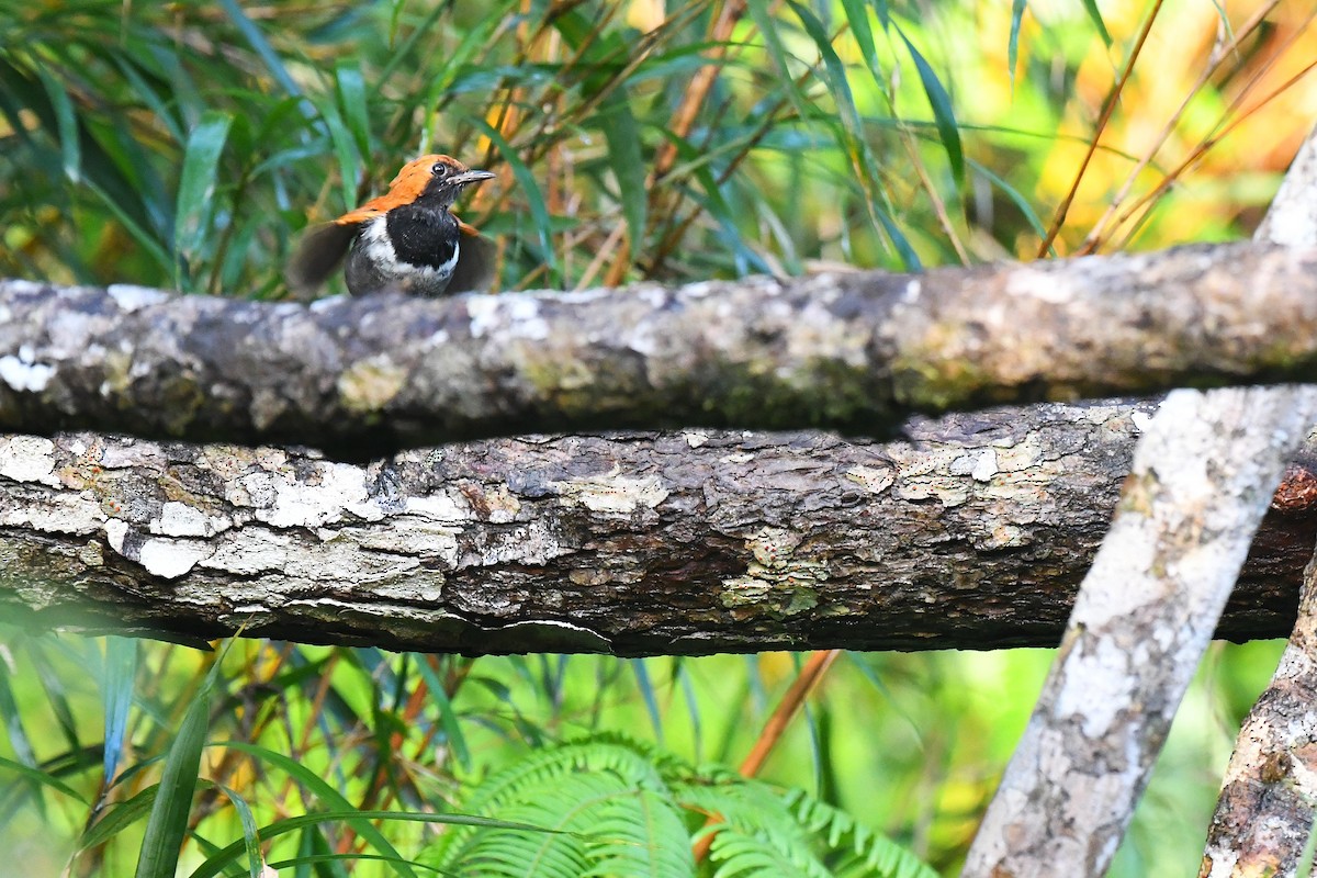 Okinava Bülbülü - ML644163938