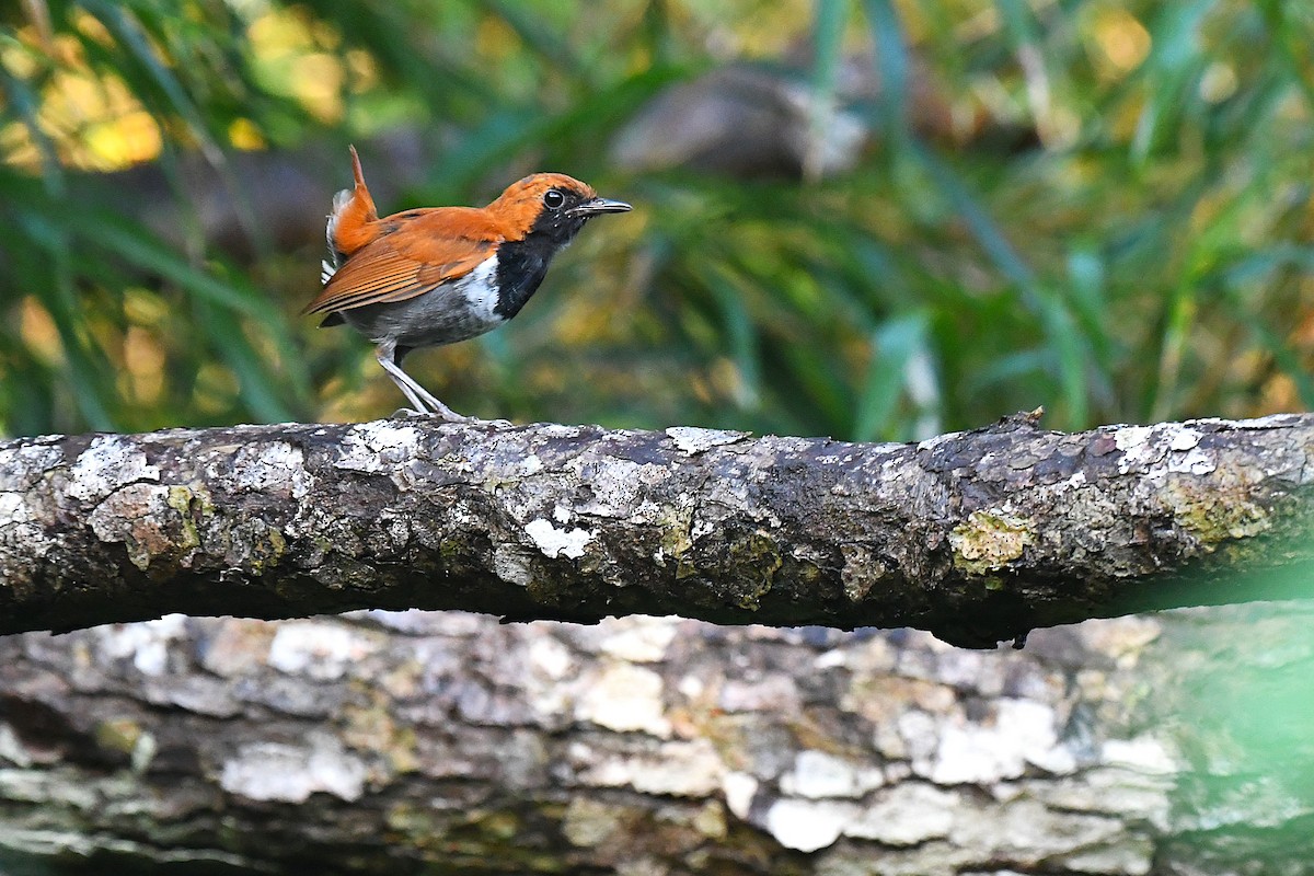 Okinava Bülbülü - ML644163939