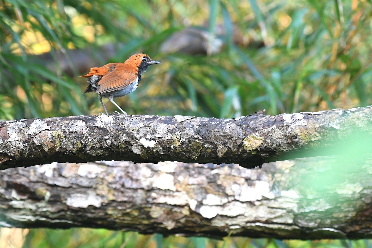 Okinava Bülbülü - ML644163940