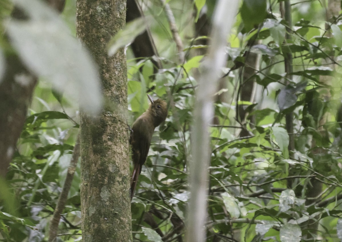 ミナミコオニキバシリ（turdina） - ML644163943