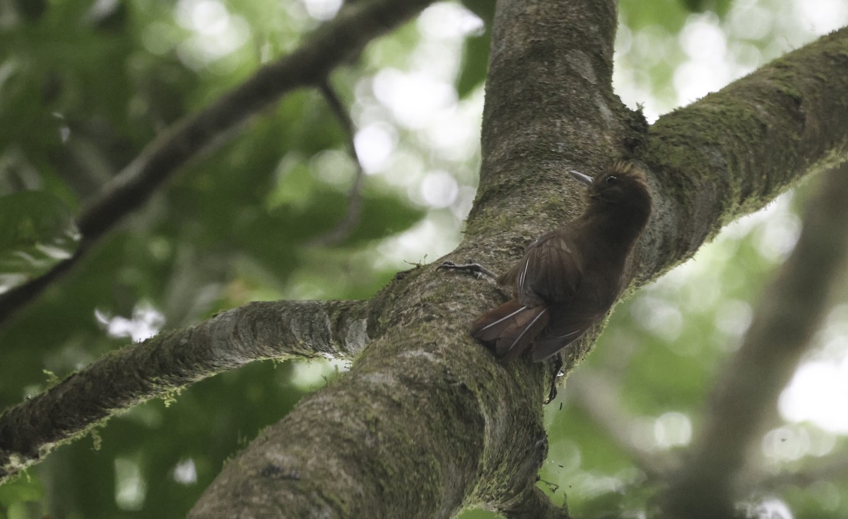 ミナミコオニキバシリ（turdina） - ML644163944