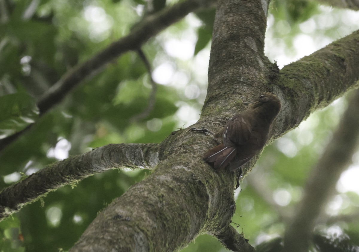 ミナミコオニキバシリ（turdina） - ML644163946