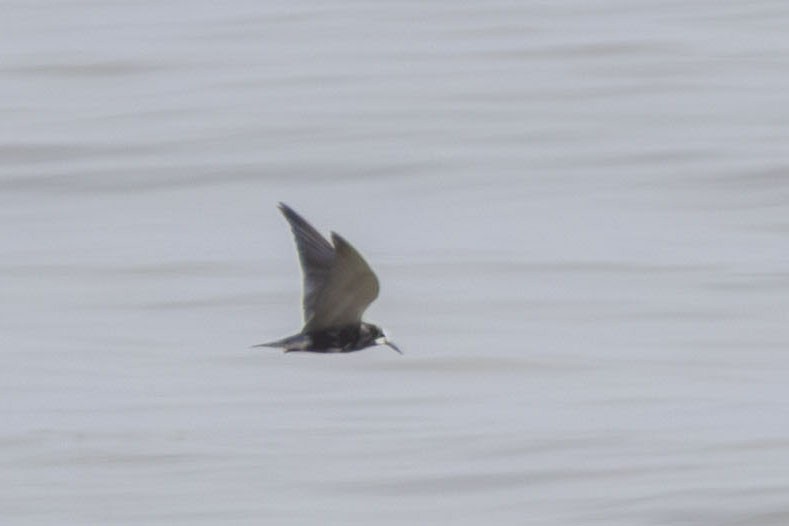 Mignattino comune - ML644163954