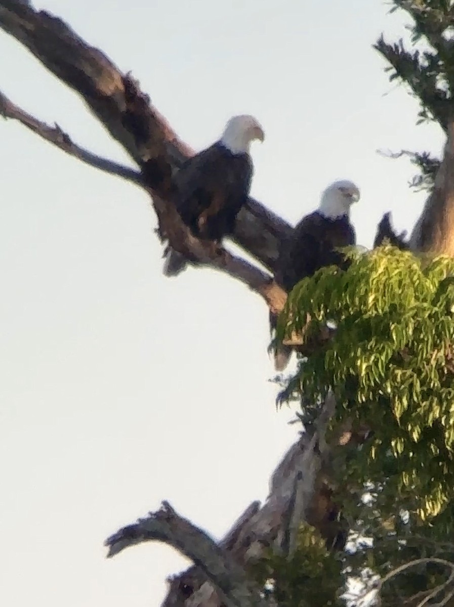 Pigargo Americano - ML644163964