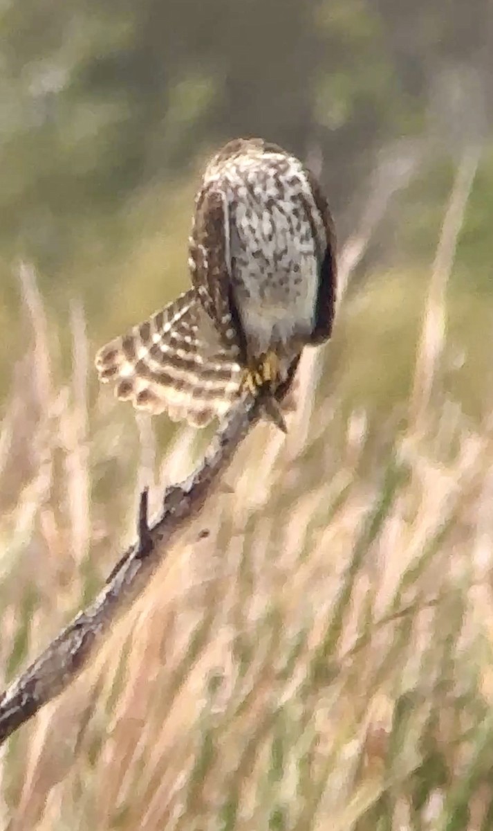 Busardo Pechirrojo - ML644163970