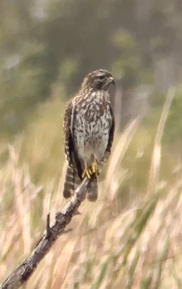 Busardo Pechirrojo - ML644163971