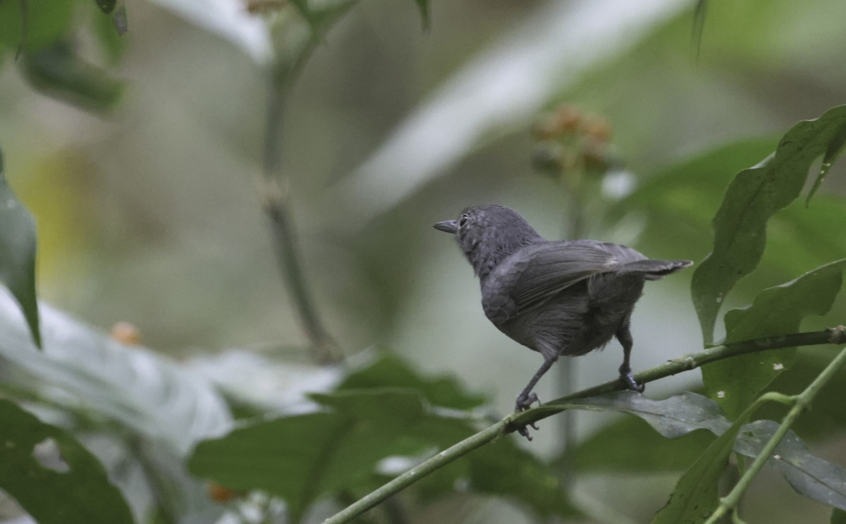 ムジヒメアリサザイ - ML644163981