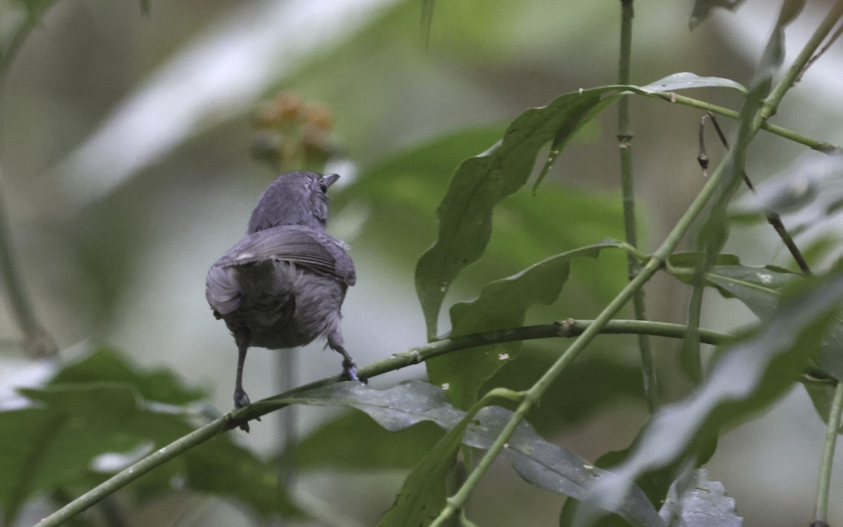 ムジヒメアリサザイ - ML644163983