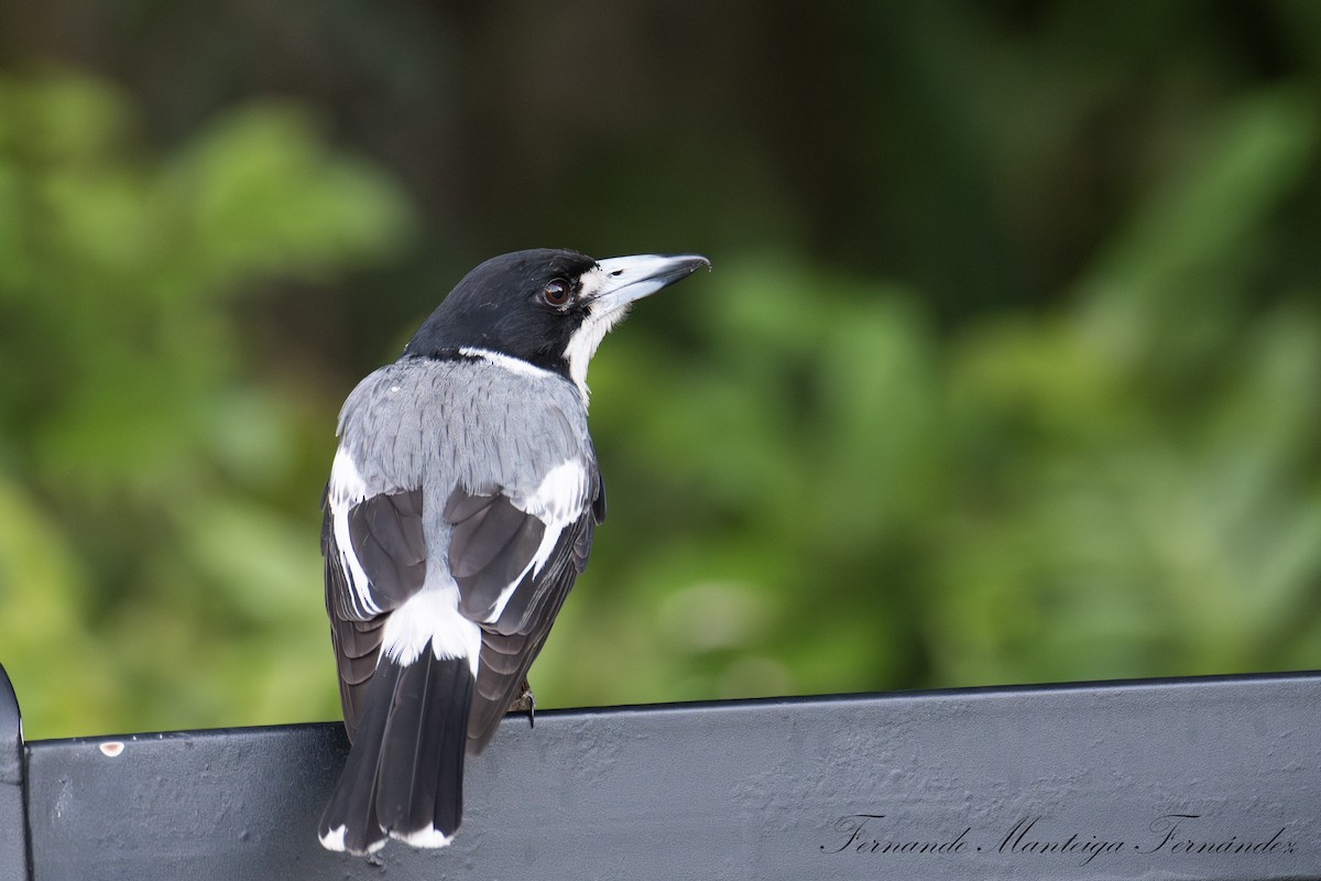 Gray Butcherbird - ML644163989