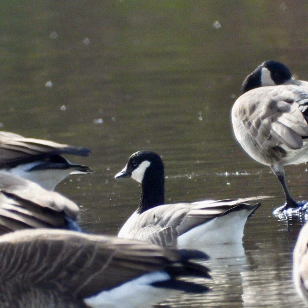 Cackling Goose - ML644163999
