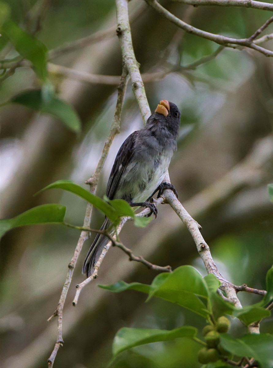 Gray Seedeater - ML644164004