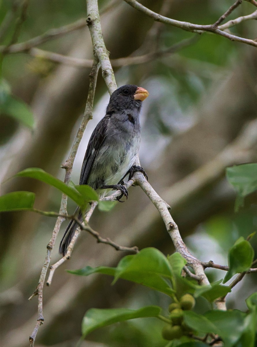 Gray Seedeater - ML644164005