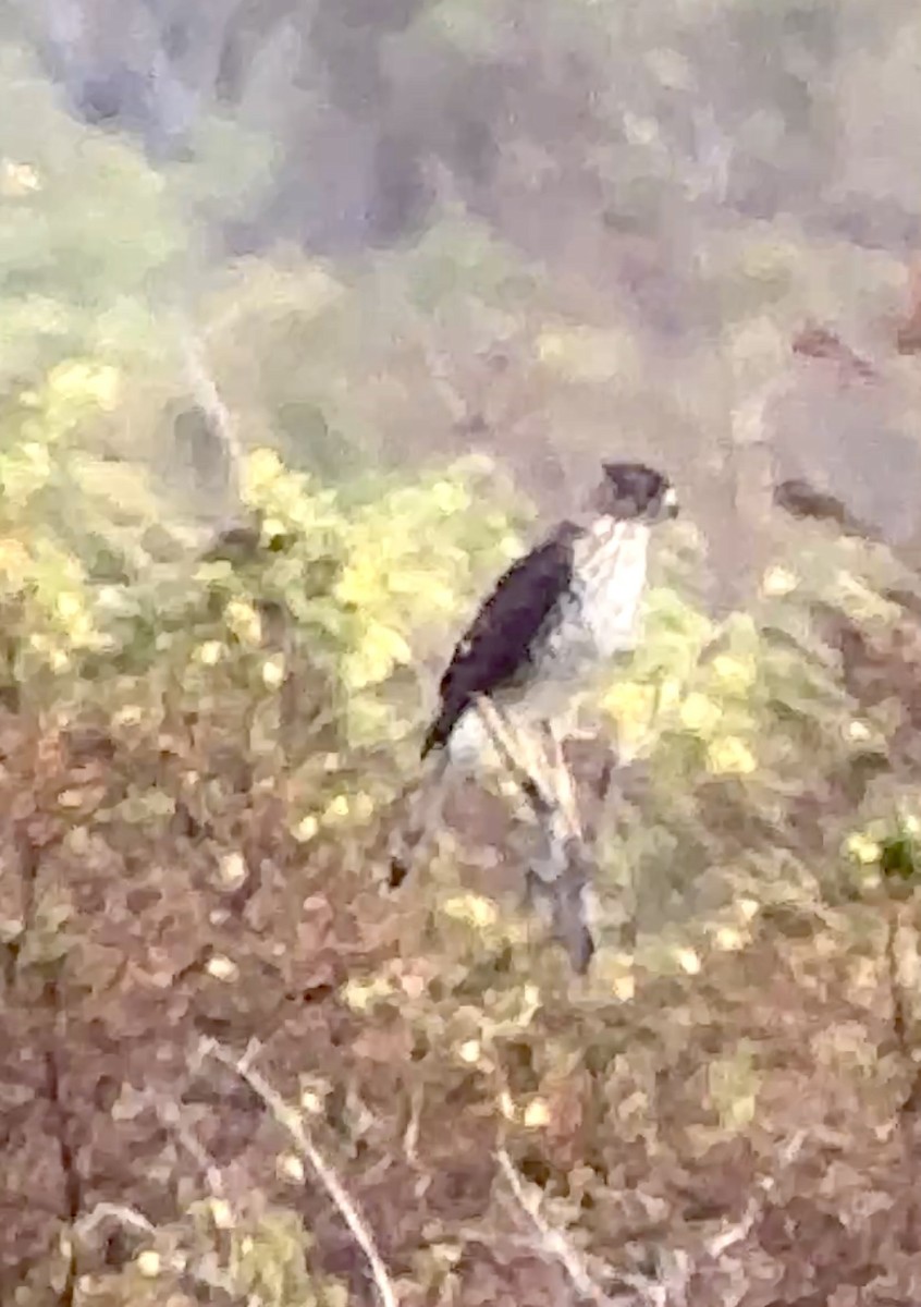 Gavilán de Cooper - ML644164020