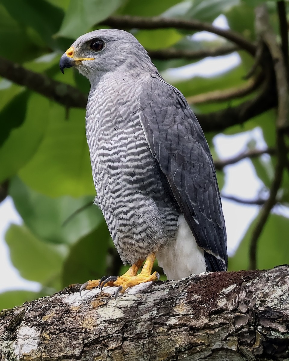 Канюк мексиканський - ML644164053