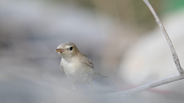 שיחנית קטנה - ML644164060