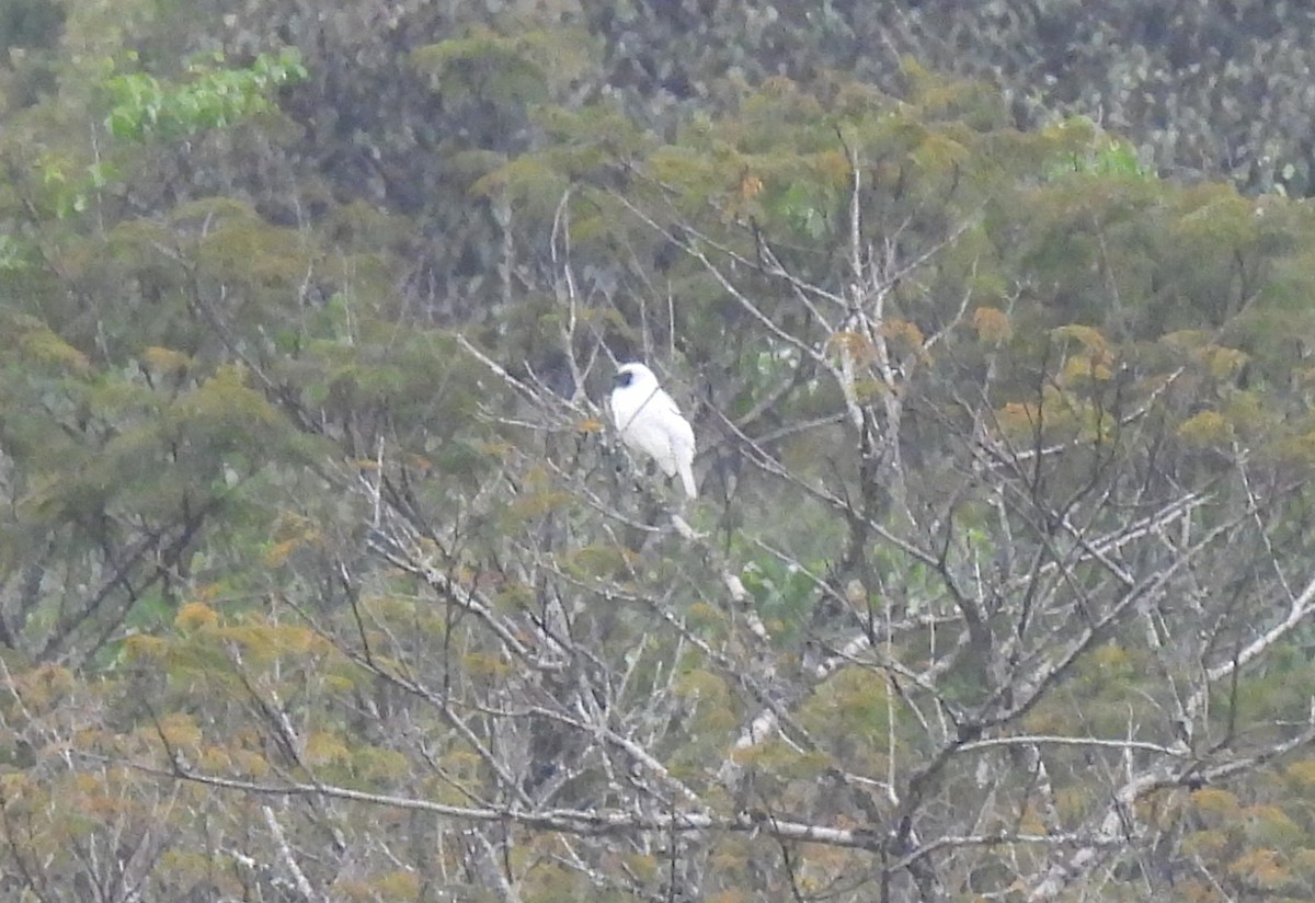 Арапонга голошия - ML644164061