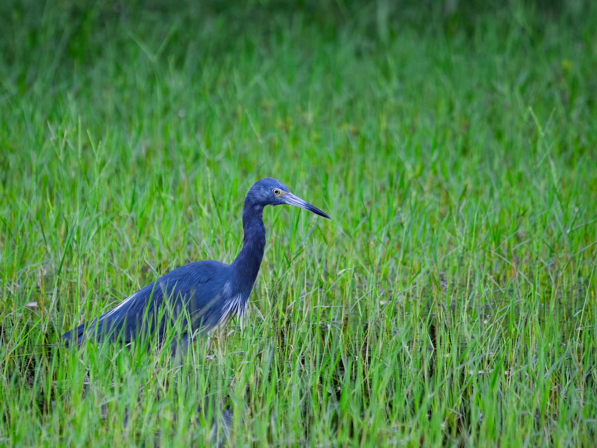 Little Blue Heron - ML644164062